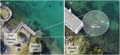 Heterarchy Reveals Social Organization of a Smooth Stingray (Bathytoshia brevicaudata) Population in a Provisioned Food Context